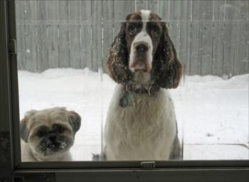 Dogs on the outside looking in.